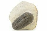 Excellent Phacopid (Morocops) Trilobite - Morocco #253695-3